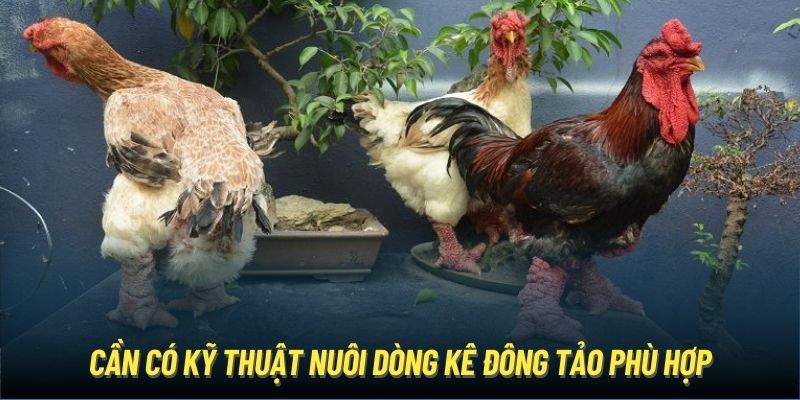 Cần có kỹ thuật nuôi dòng kê Đông Tảo phù hợp