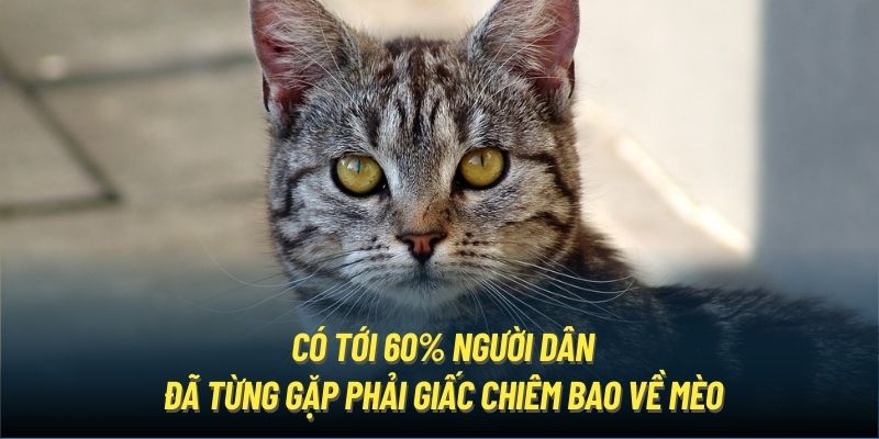 Có tới 60% người dân đã từng gặp phải giấc chiêm bao về mèo