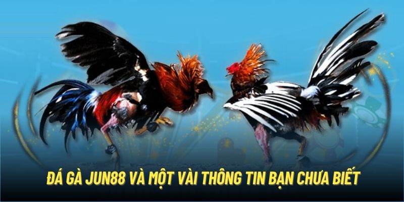 Đá gà Jun88 và một vài thông tin bạn chưa biết