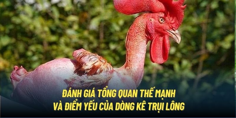 Đánh giá tổng quan thế mạnh và điểm yếu của dòng kê trụi lông