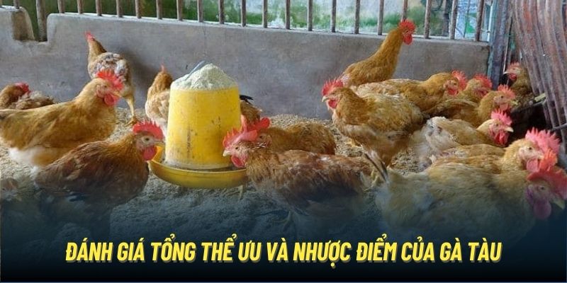 Đánh giá tổng thể ưu và nhược điểm của gà tàu