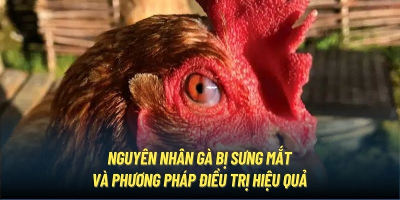 Nguyên Nhân Gà Bị Sưng Mắt Và Phương Pháp Điều Trị Hiệu Quả