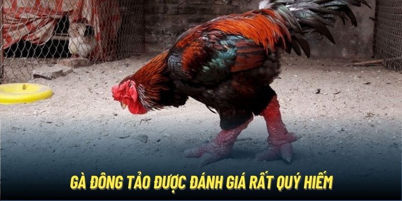 Gà Đông Tảo được đánh giá rất quý hiếm