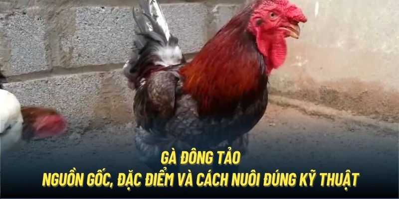 Gà Đông Tảo | Nguồn Gốc, Đặc Điểm Và Cách Nuôi Đúng Kỹ Thuật