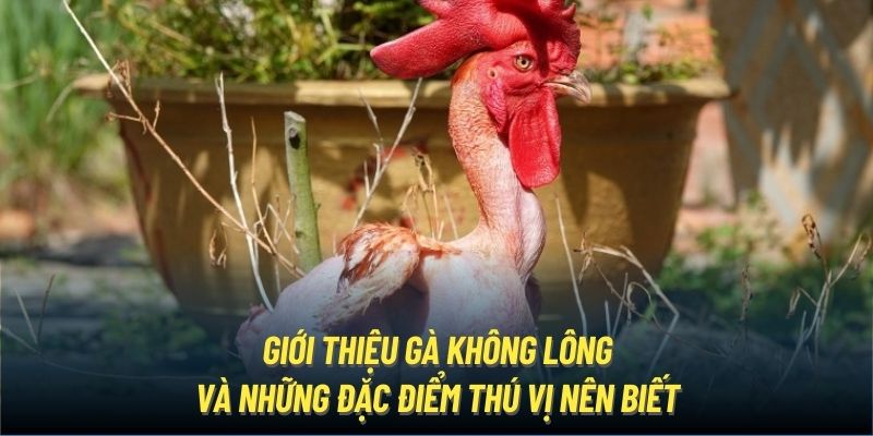 Giới Thiệu Gà Không Lông Cùng Những Đặc Điểm Thú Vị Nên Biết