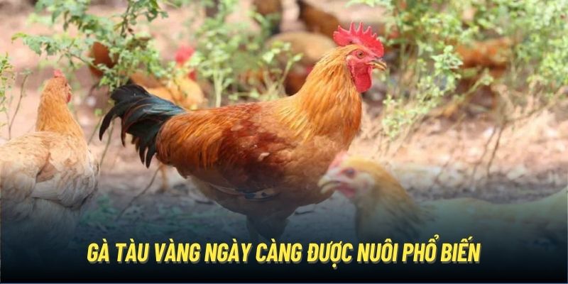 Gà tàu vàng ngày càng được nuôi phổ biến