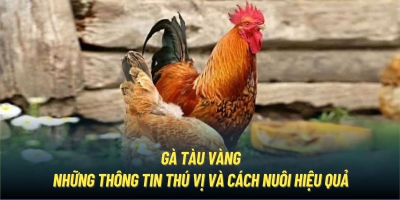 Gà Tàu Vàng | Những Thông Tin Thú Vị Và Cách Nuôi Hiệu Quả