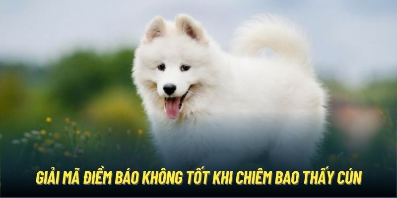 Giải mã điềm báo không tốt khi chiêm bao thấy cún