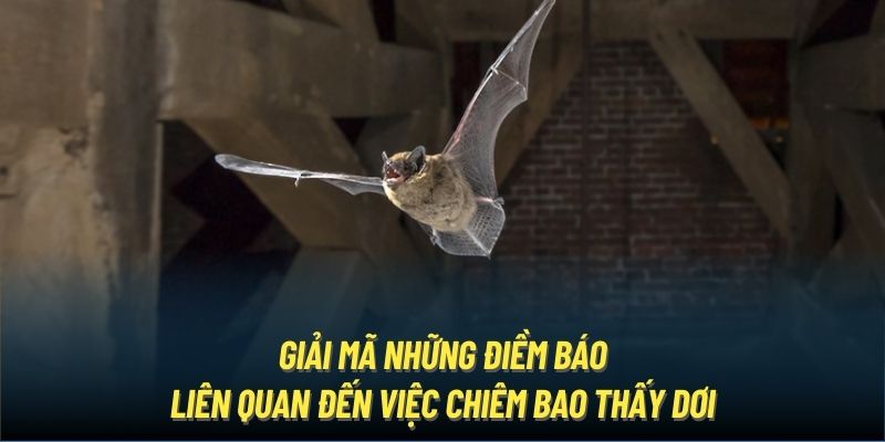 Giải mã những điềm báo liên quan đến việc chiêm bao thấy dơi