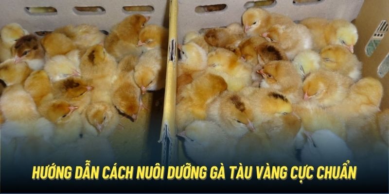 Hướng dẫn cách nuôi dưỡng gà tàu vàng cực chuẩn