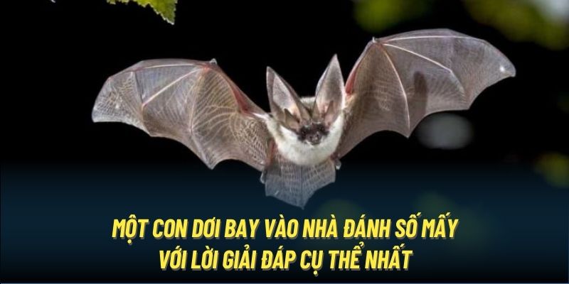 Một con dơi bay vào nhà đánh số mấy với lời giải đáp cụ thể nhất