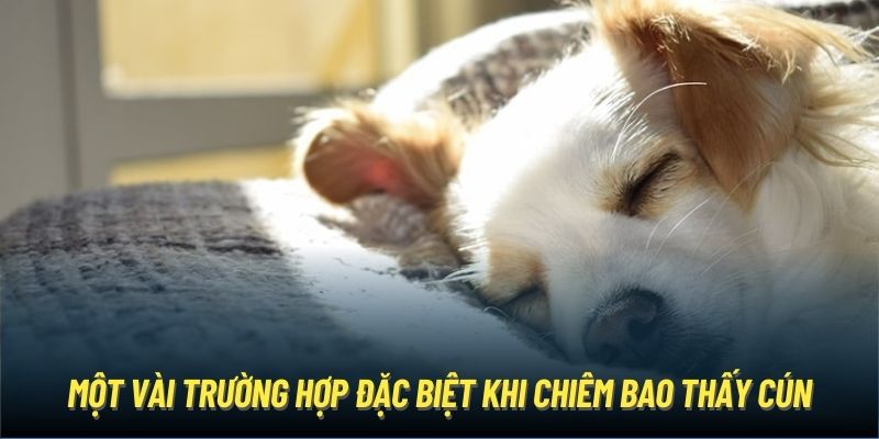 Một vài trường hợp đặc biệt khi chiêm bao thấy cún