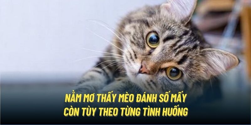 Nằm mơ thấy mèo đánh số mấy còn tùy theo từng tình huống