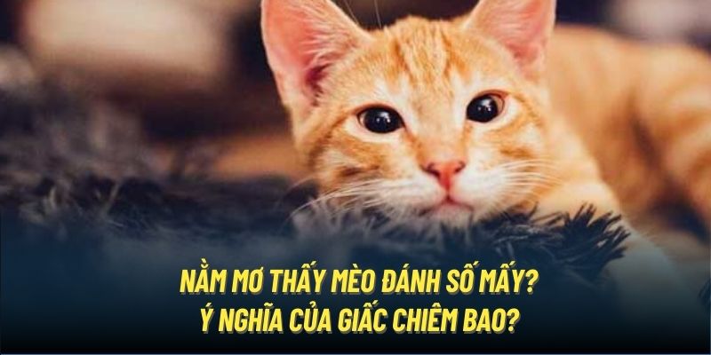 Nằm Mơ Thấy Mèo Đánh Số Mấy? Ý Nghĩa Của Giấc Chiêm Bao?