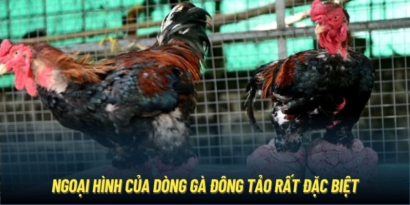 Ngoại hình của dòng gà Đông Tảo rất đặc biệt