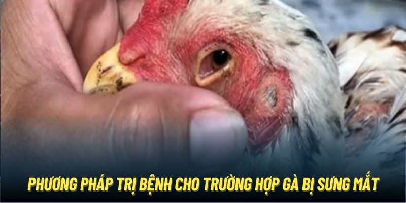 Phương pháp trị bệnh cho trường hợp gà bị sưng mắt