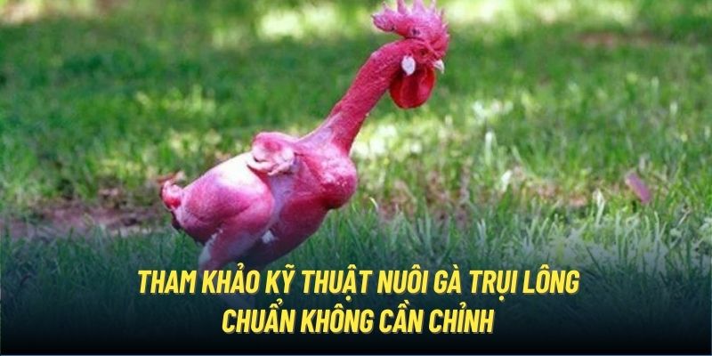 Tham khảo kỹ thuật nuôi gà trụi lông chuẩn không cần chỉnh