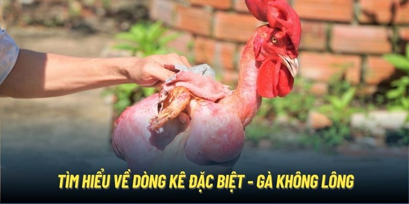 Tìm hiểu về dòng kê đặc biệt - Gà không lông