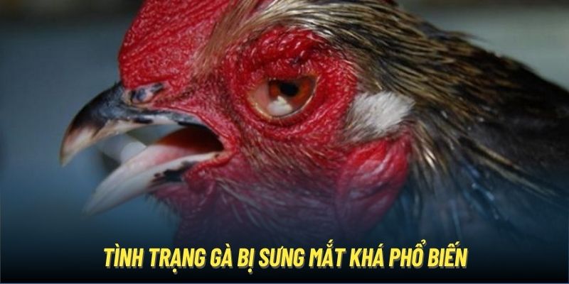 Tình trạng gà bị sưng mắt khá phổ biến