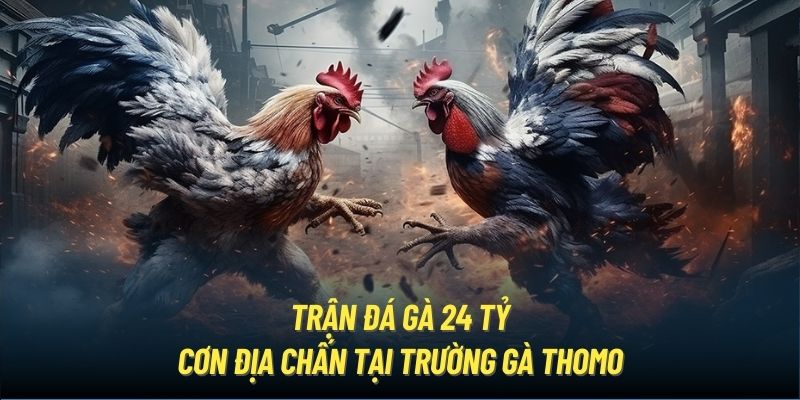 Trận Đá Gà 24 Tỷ | Cơn Địa Chấn Tại Trường Gà Thomo